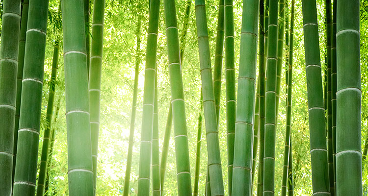 Landscape of green bamboo with sun shining through