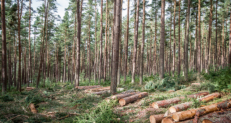 a forestry management operation involving the harvesting of coniferous trees